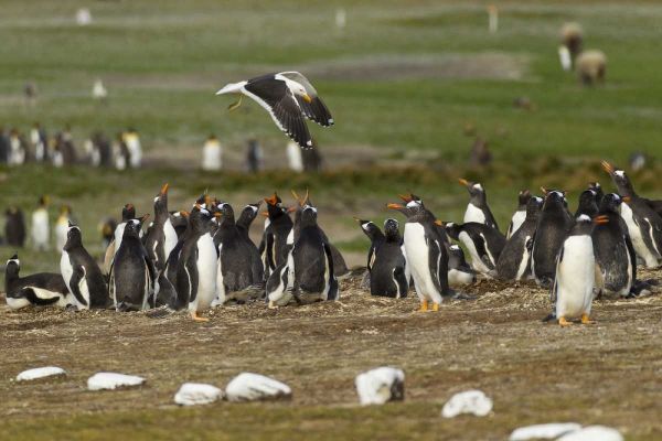East Falkland Kelp gull over Gentoo penguins